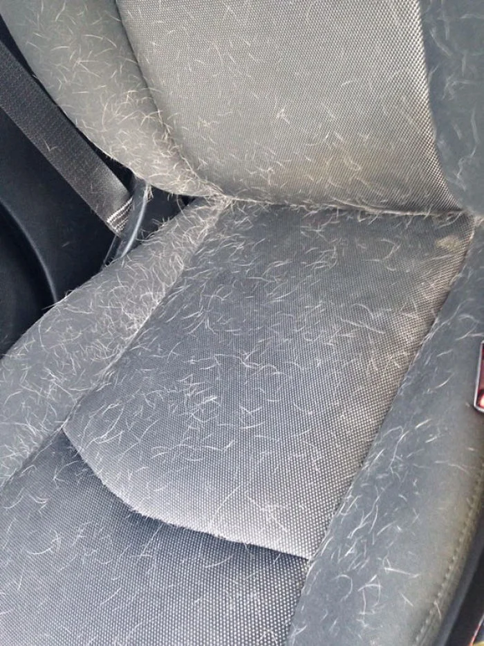 How to Detail a Pet Hair-Covered Car Interior: Expert Tips