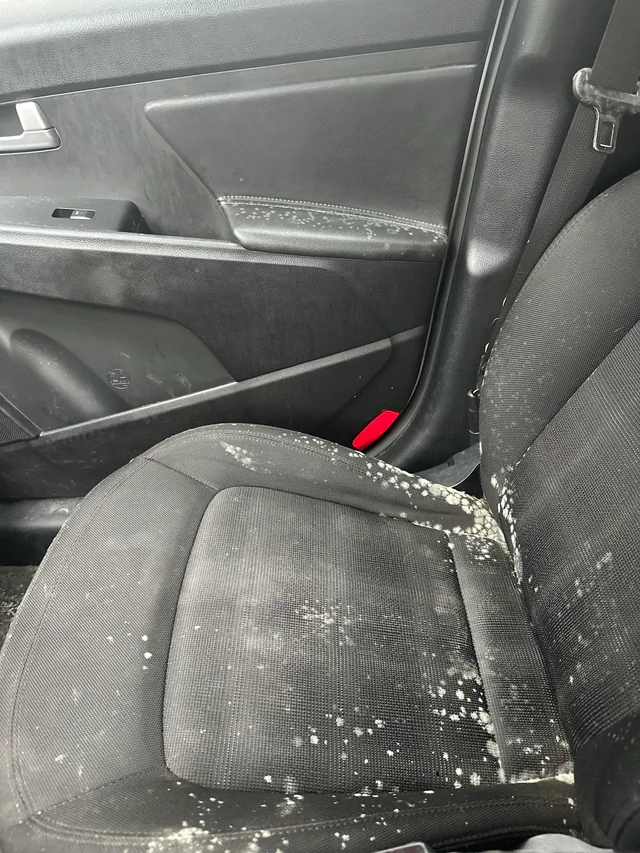 Mold and Mildew in Car Interiors During Winter Essential Tips