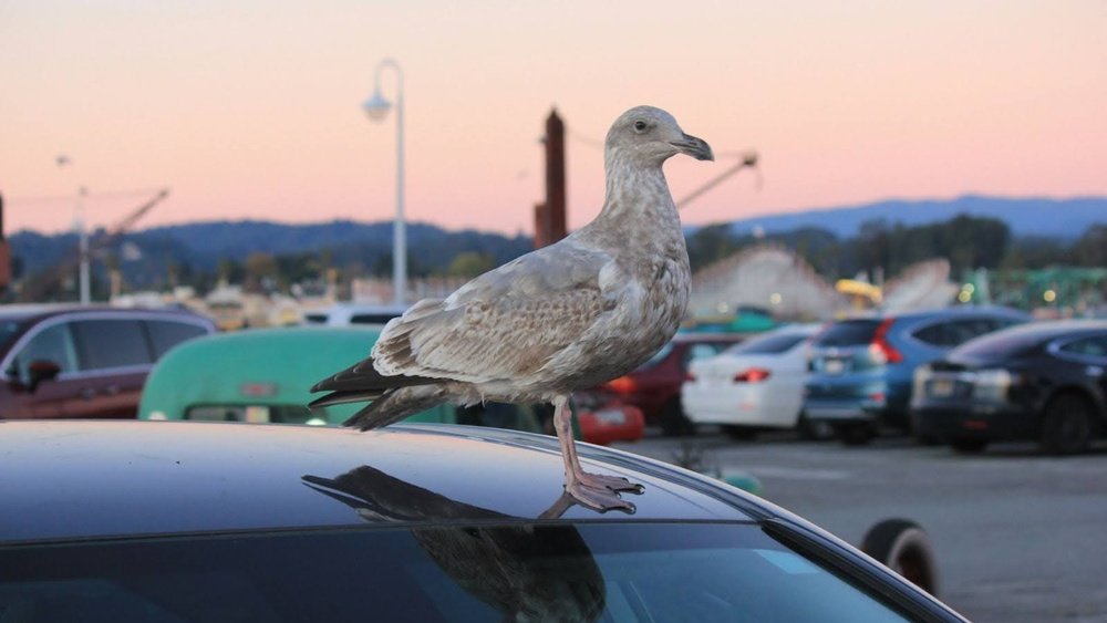How To Get Bird Poop Off Your Car: Quick & Easy Cleaning Tips