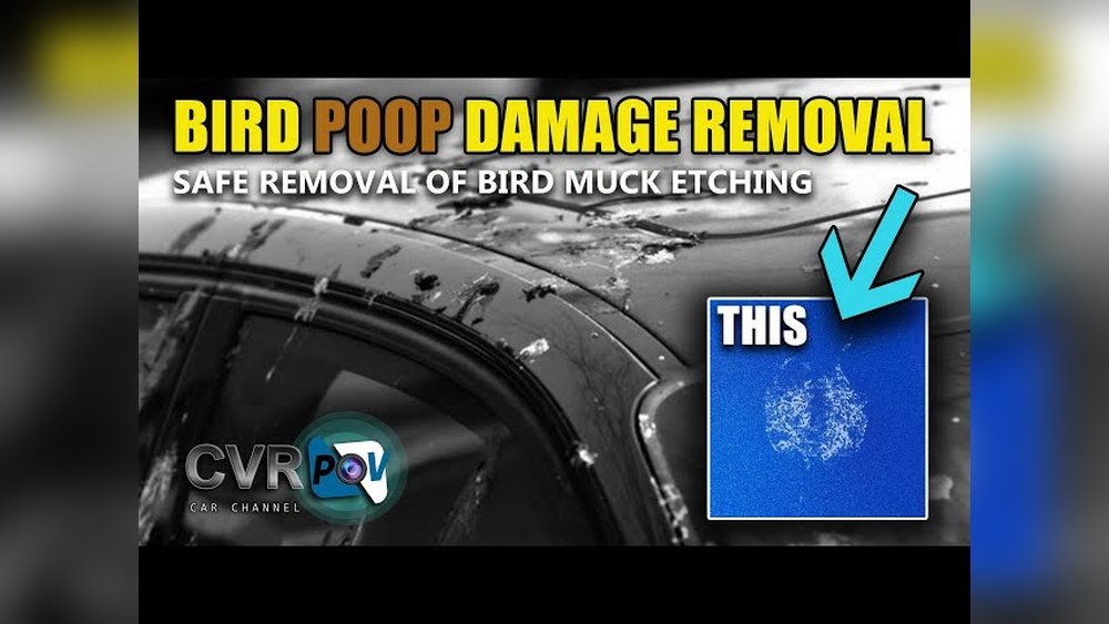 how to remove bird dropping etching from car paint expert tips