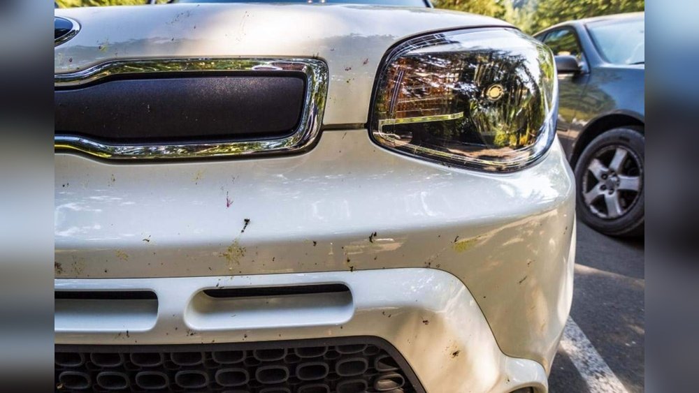 How To Remove Bugs And Tar From Your Vehicle: Easy & Effective Tips