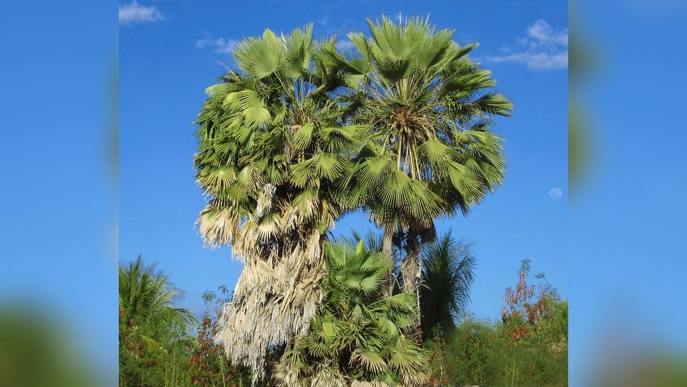 What Is Carnauba Wax: Ultimate Guide to Its Benefits and Uses